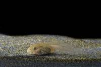 Grenouille rousse - Tétard - stade apode (Rana temporaria)